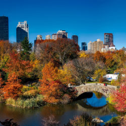 landscape-and-trees-in-central-park-new-york-city
