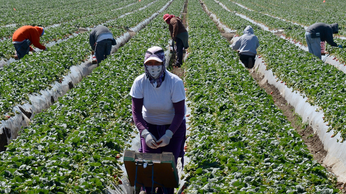 Farm Workers
