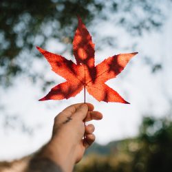 Canada Investor